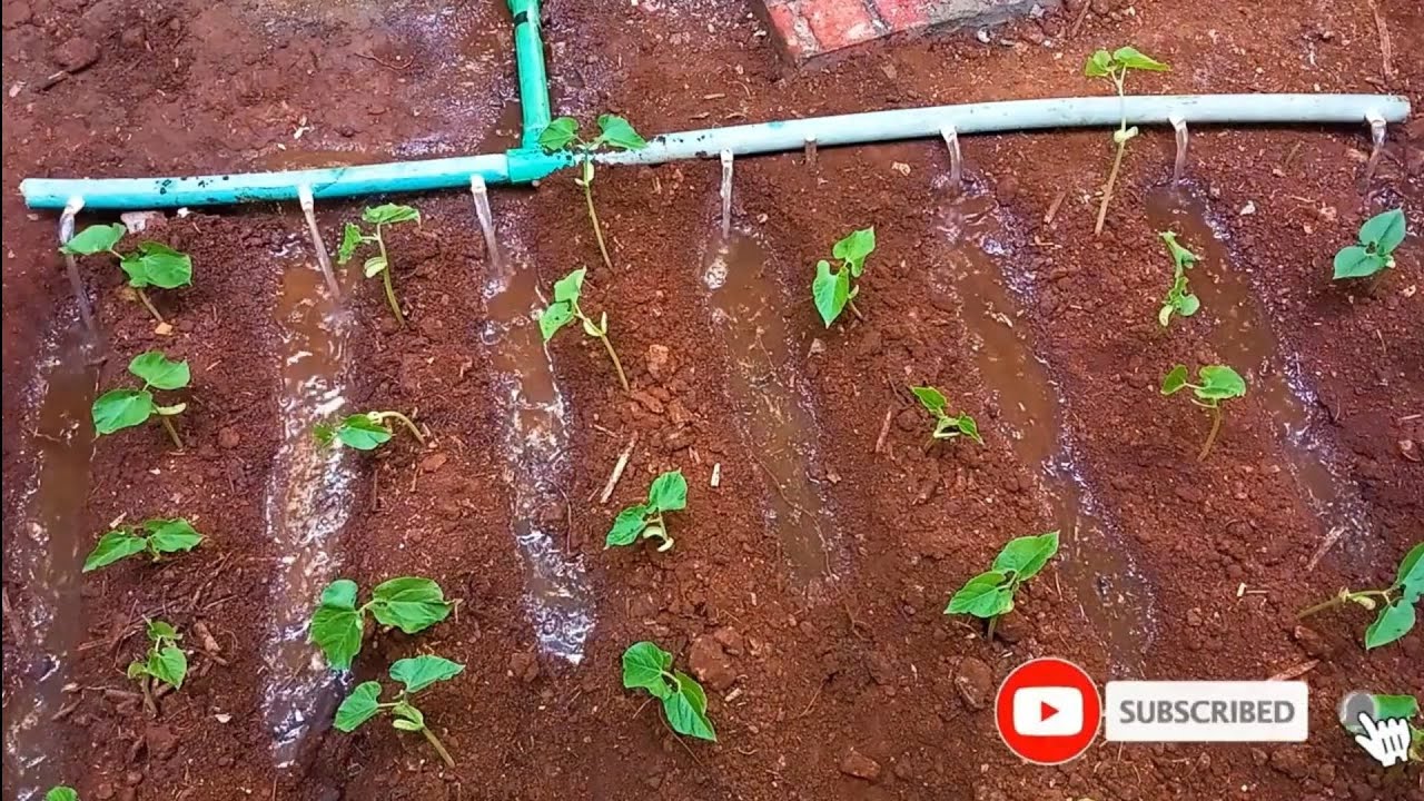 $0 mini irrigation scheme using recycled materials 🌱🌱(　＾▽＾)