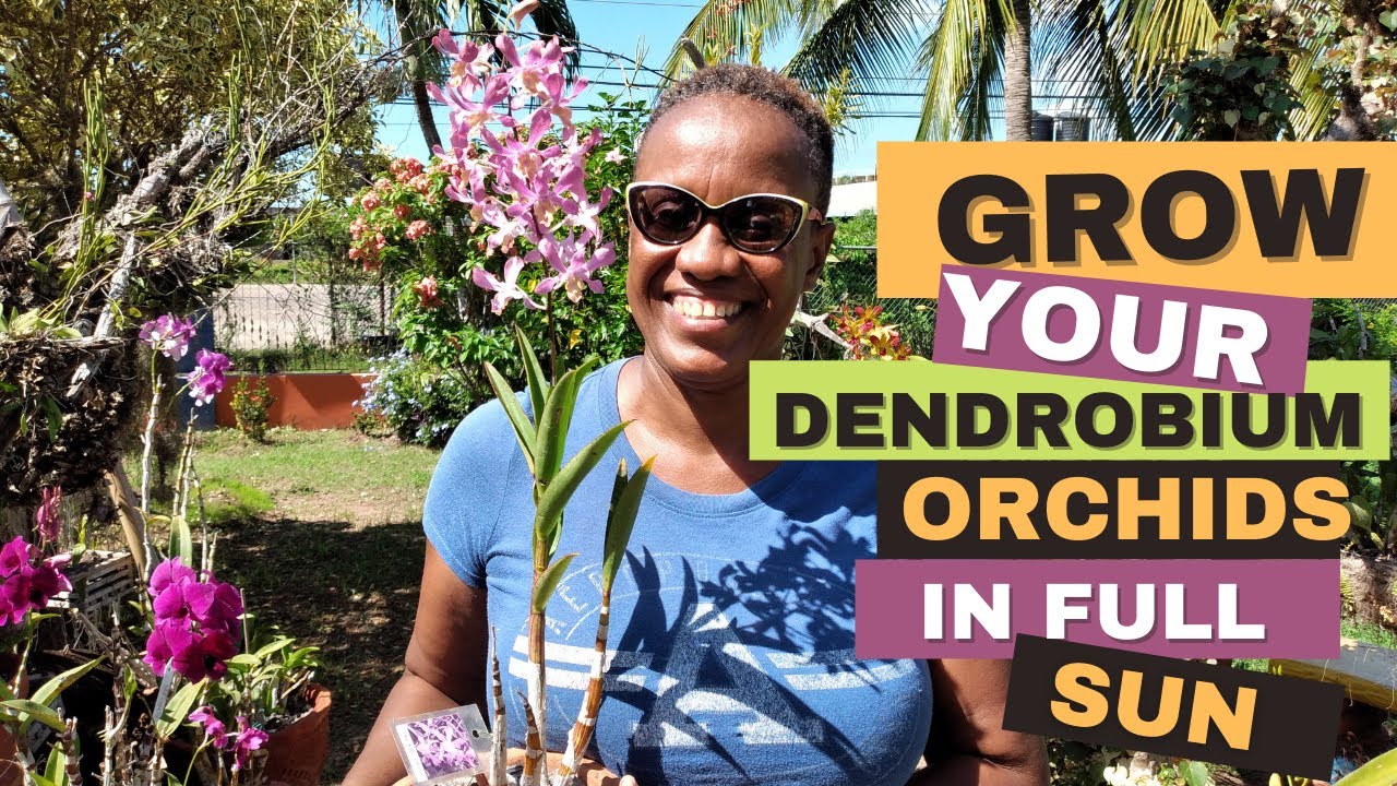 How to Grow Dendrobium Orchids in Full Sun | Orchid Care for Beginners