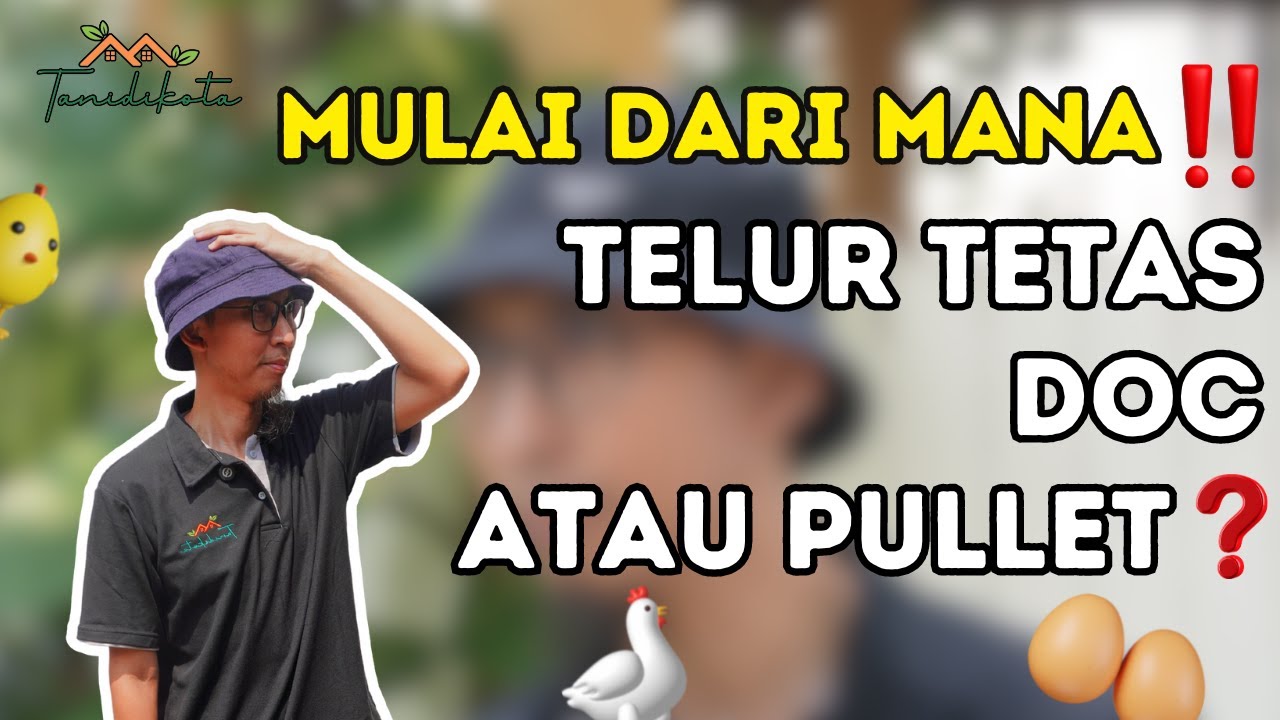 PERTIMBANGAN UNTUK PEMULA ‼️ PALING SERING DITANYA UNTUK MULAI TERNAK AYAM WHITE  LEGHORN 🥚🐣🐔💰💯