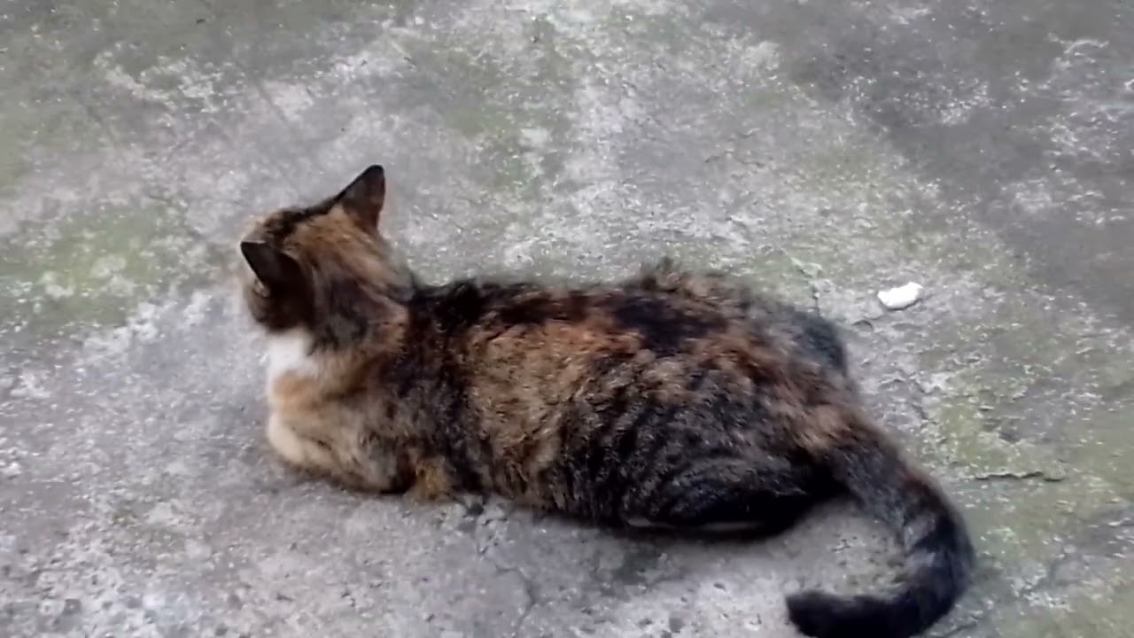 DESPUÉS de COMER,,,
