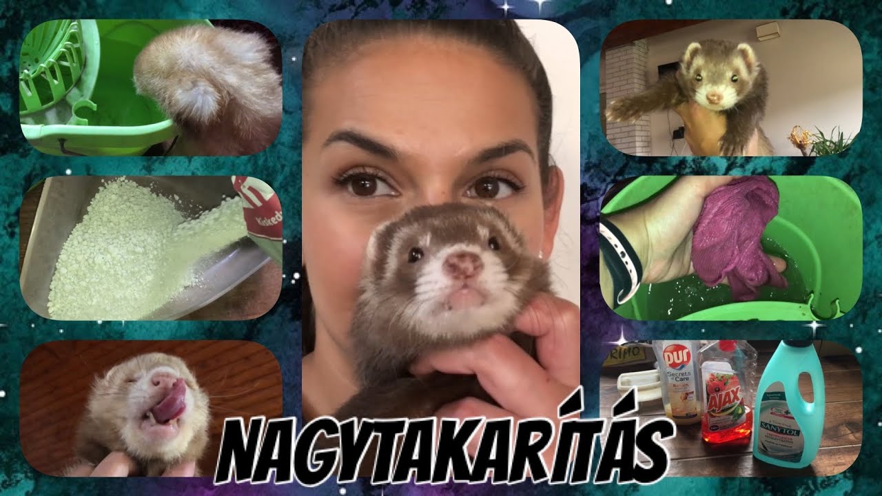 A vadászgörények ketrecének heti nagytakarítása
