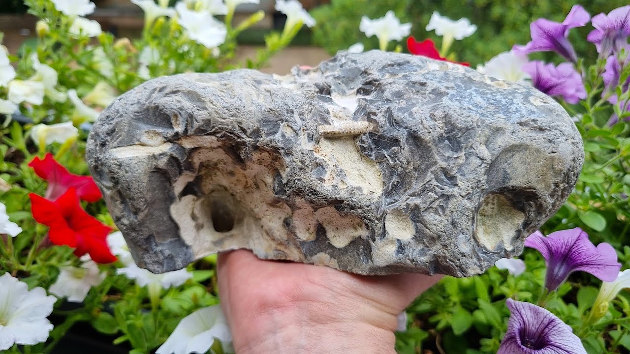 Ein Fund der Superlative! Fossilien suchen an der Ostsee