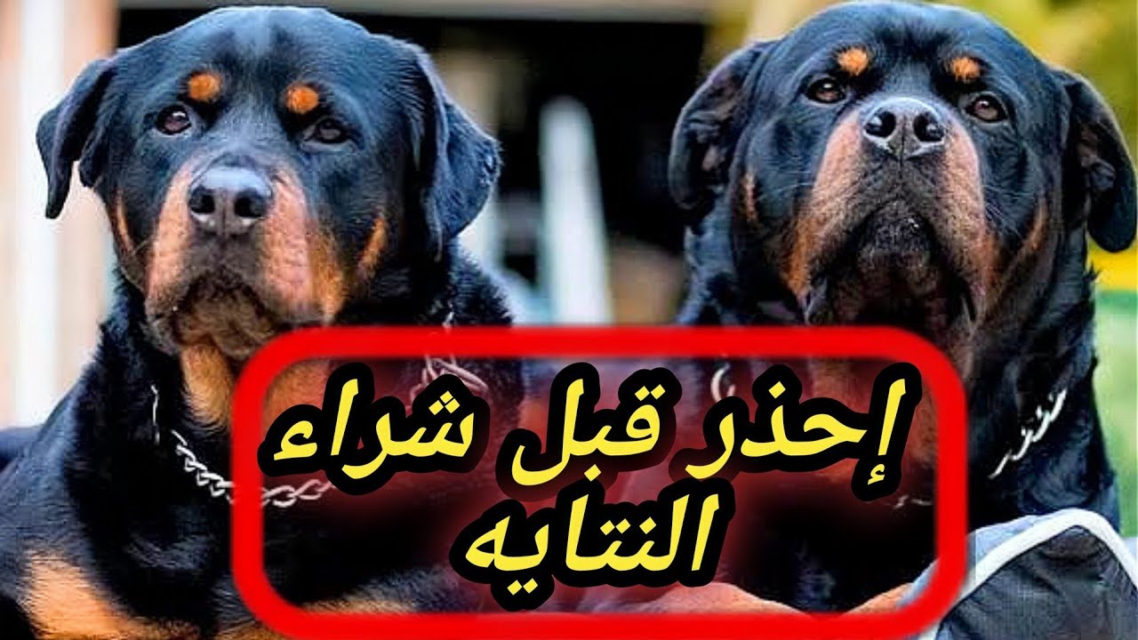 المقارنه الاشرس بين الذكر والنتايه😱احترس قبل الشراء من جميع سلالات كلاب العالم