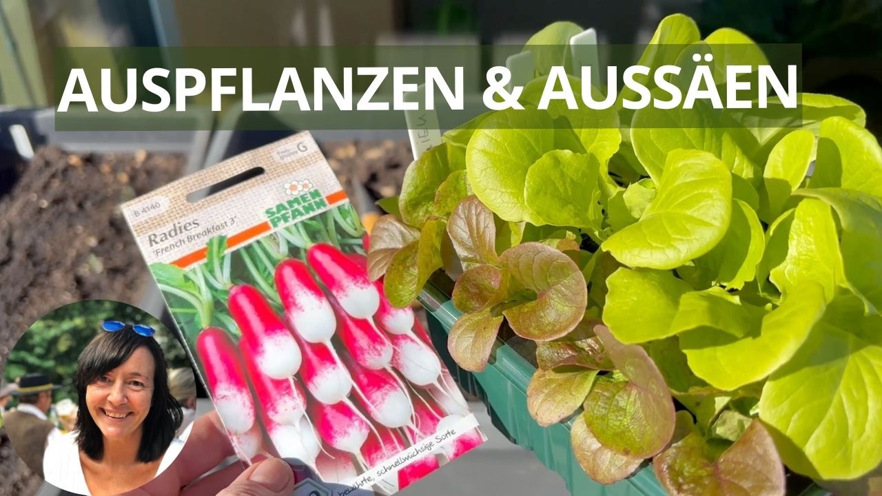 Auspflanzen & Aussäen im Balkongarten Anfang März