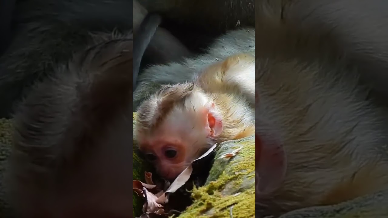 Sadness baby monkey crying #monkey #animal #fyp #love #foryou #foryoupage #video #fb #reels #reel