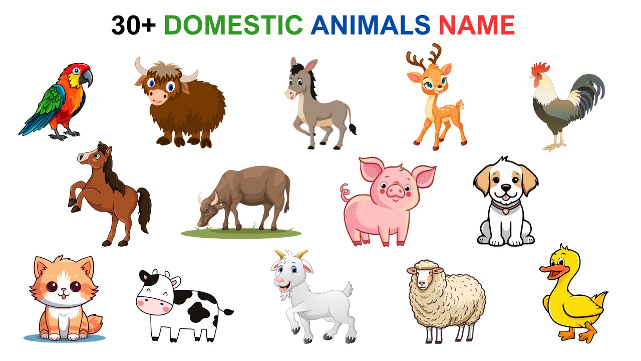 English Vocabulary | 30+ Domestic Animals Name | Esl | Learn English | English Speaking Practice