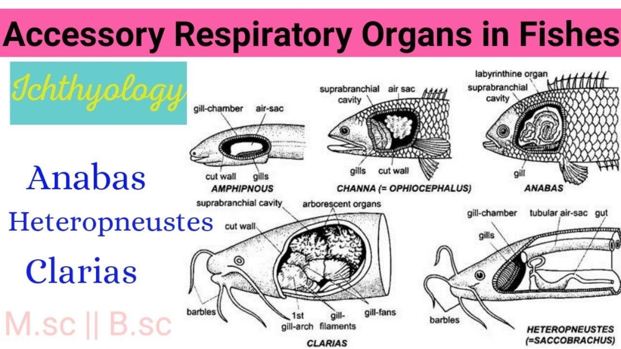 Accessory Respiratory Organs in Fishes|Anabas|Clarias|Heteropneustes|Definition,Types, PRACTICAL MSc