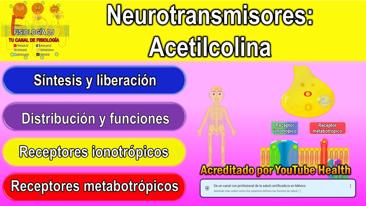 Neurotransmisores | Sistema nervioso central | Acetilcolina | Acetilcolina fisiología