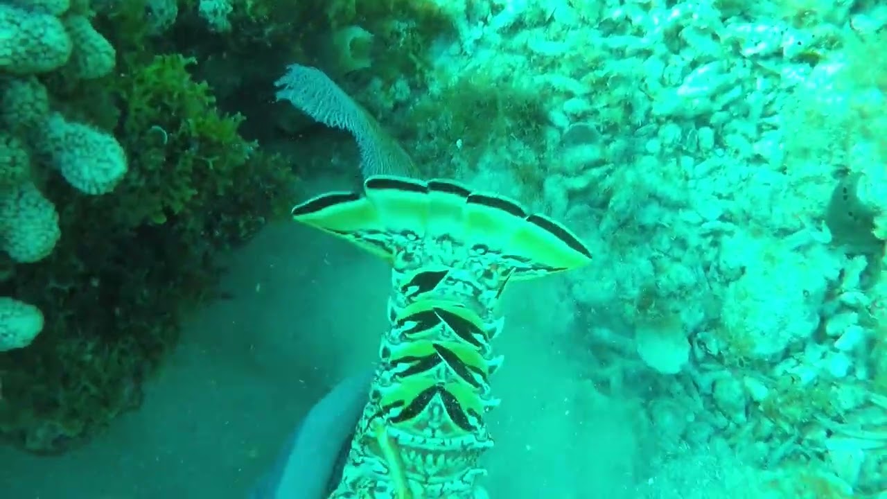 PESCA DE LANGOSTA PINTA 