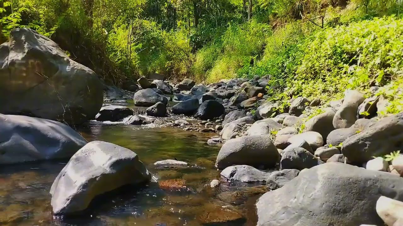 Soothing Stream River Sounds for Deep Sleep | Relaxing Water Sounds ,Nature Forest River Sounds#asmr