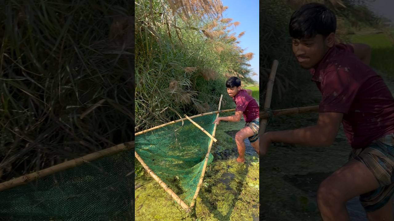 Traditional Village Net Fishing | HugeSurprise Catch#fishing