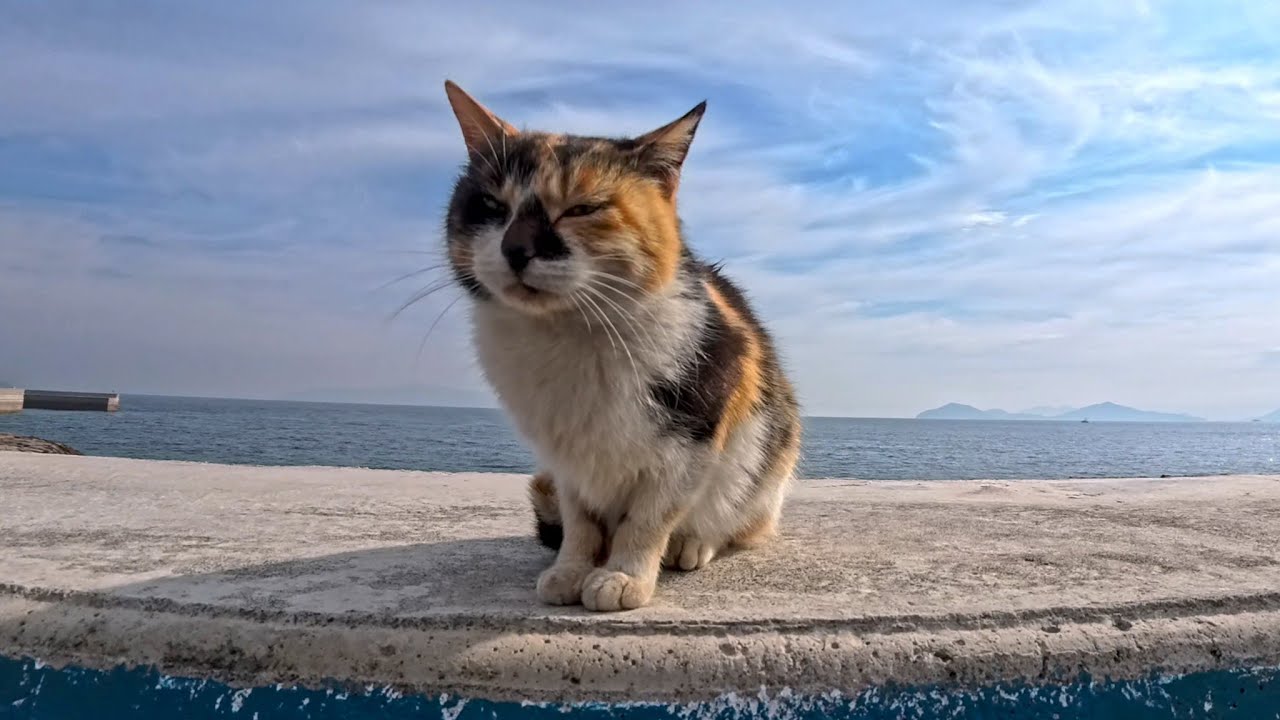 防波堤にいた三毛猫ちゃんをナデナデすると他の猫も集まってきた