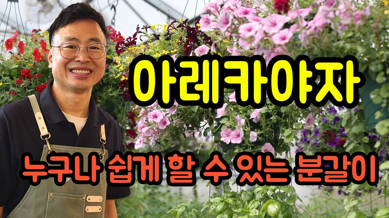 아레카야자 분갈이와 키우는 방법 알아보기