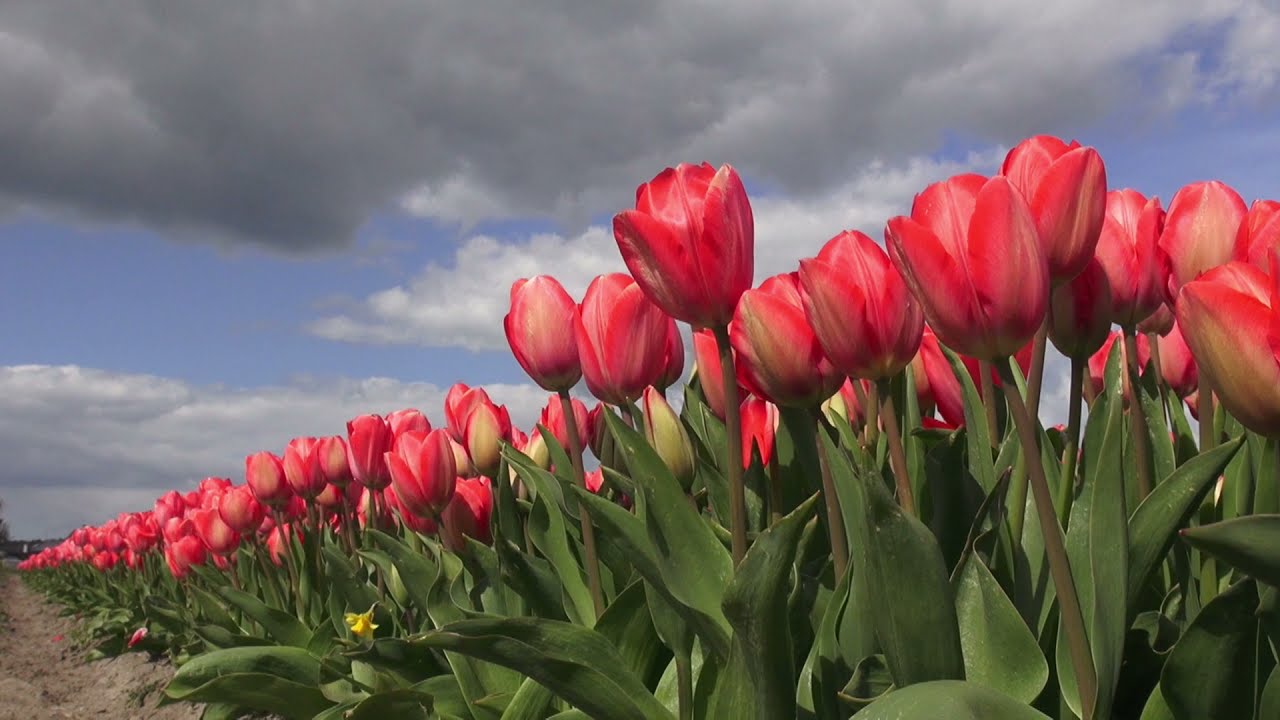 Bollenvelden Noordwijkerhout en omgeving.
