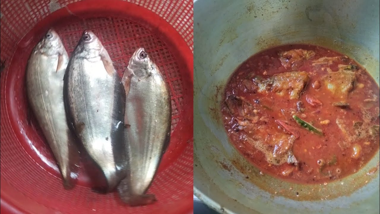 ফলুই মাছের এই কষা কষা ঝাল ঝাল রেসিপিটা একবার হলেও বানিয়ে খেয়ে দেখুন । Folui mach recipe 