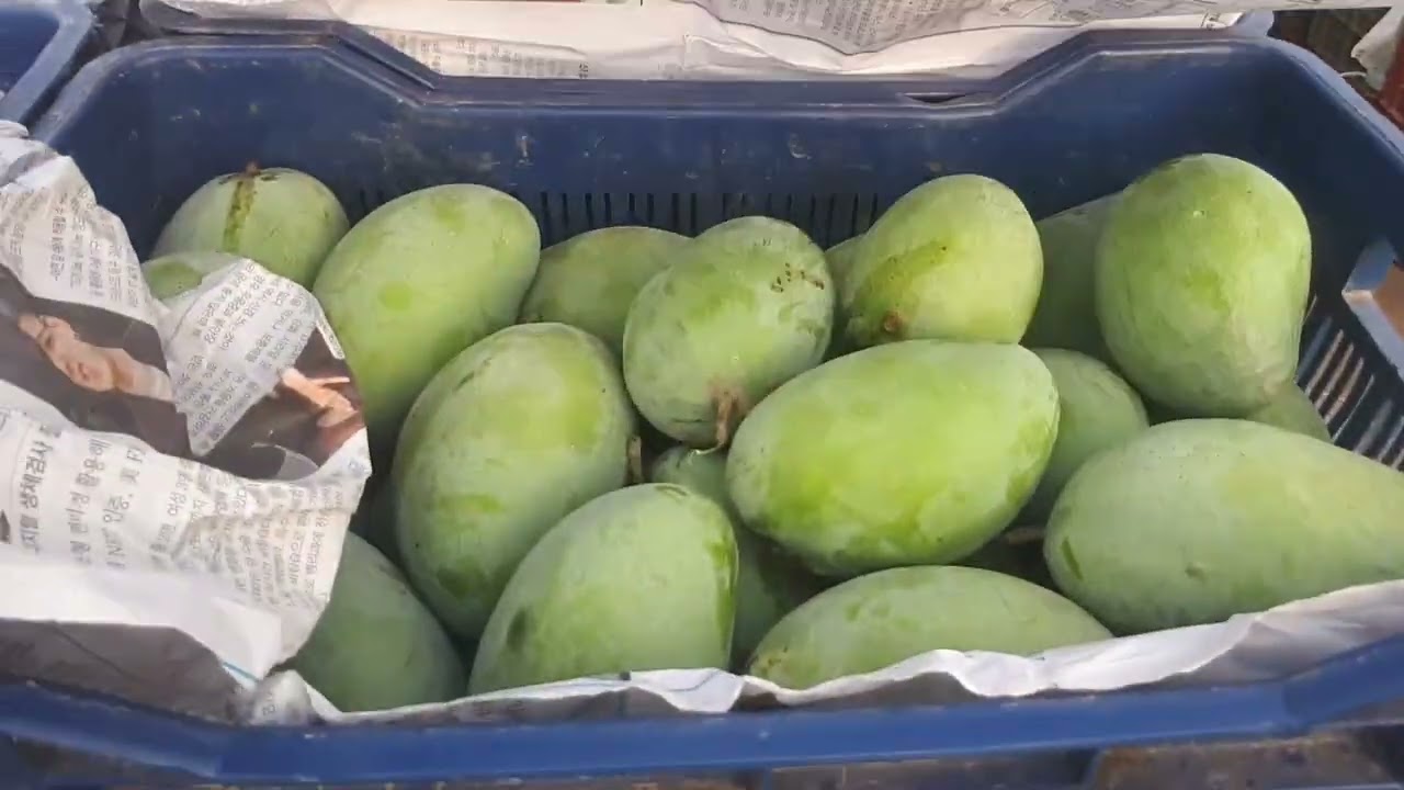 Mango Market | White Chaunsa Prices | Rates Updates 