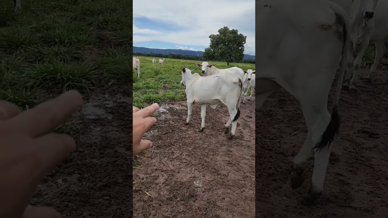 Recria de novilhas no Per&iacute;odo de Chuva