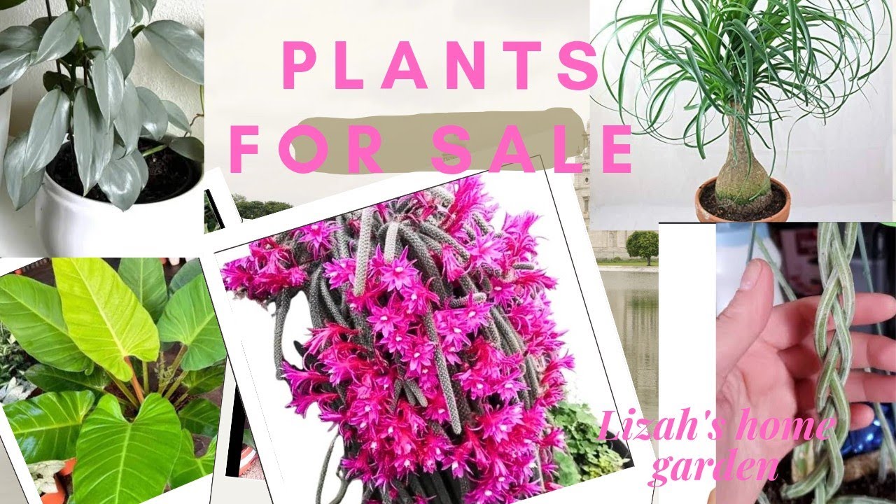 Plantsale#plants#garden#youtube#gardeing#sale#plantsale#plantlover#plantsofindia#youtubeshorts