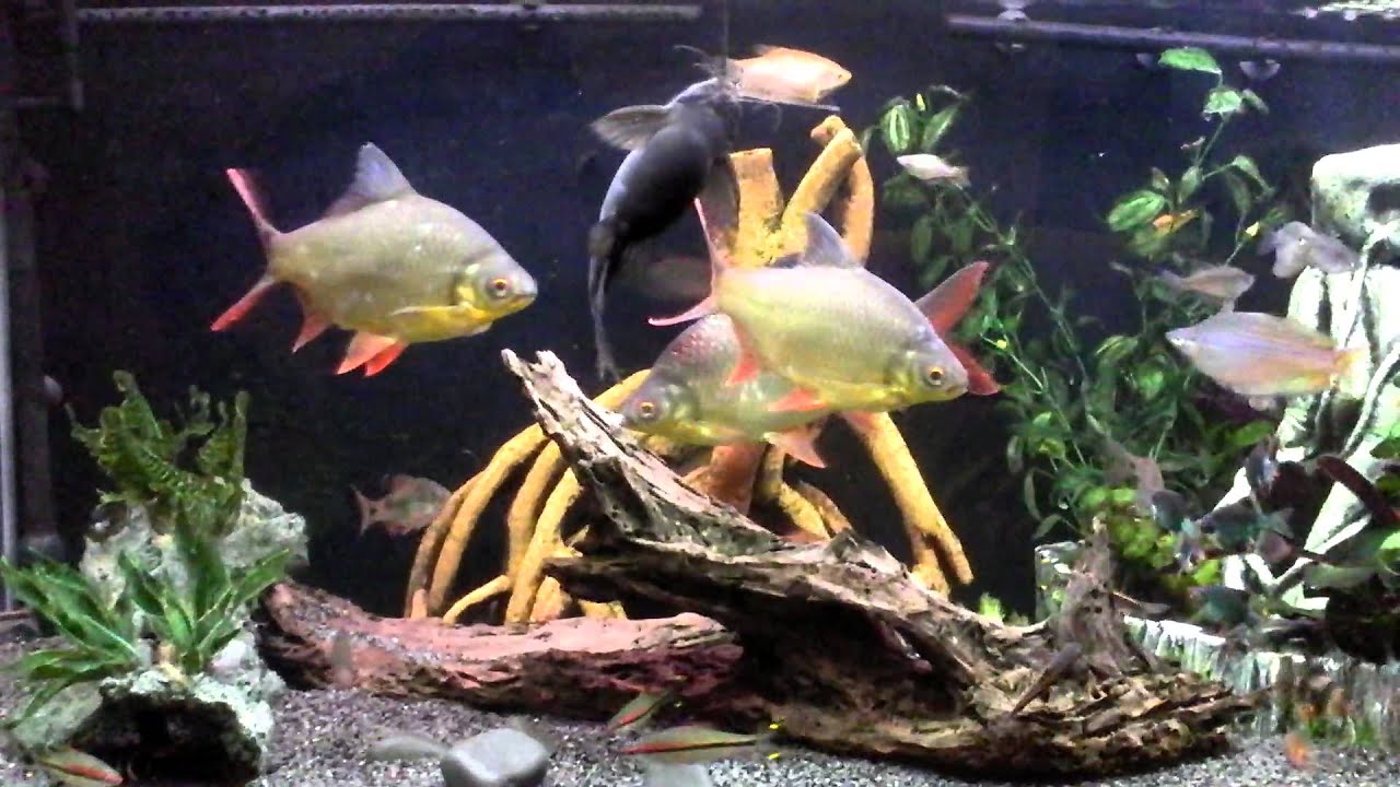 Big Tinfoil Barb Tank, 450l tank.