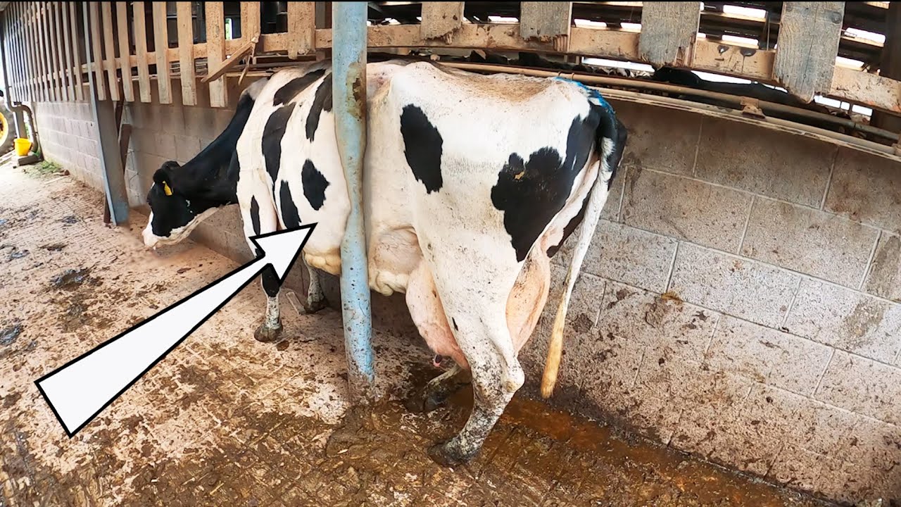 *RELEASING a STUCK COW* BIG bull ESCAPES & WEIRD LEG GROWTHS!