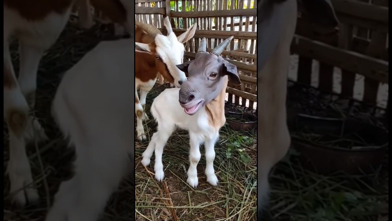 A 7-day-old goat kid with the head of a Megacerops calf