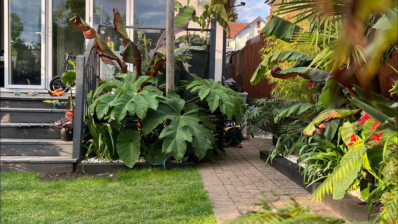 Walk around my uk tropical garden at the beginning of august 2023