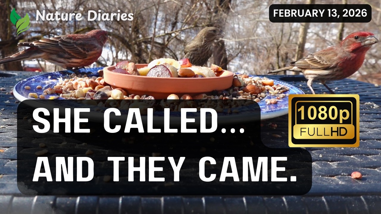 House Finch Female Calls — Watch What Happens Next!