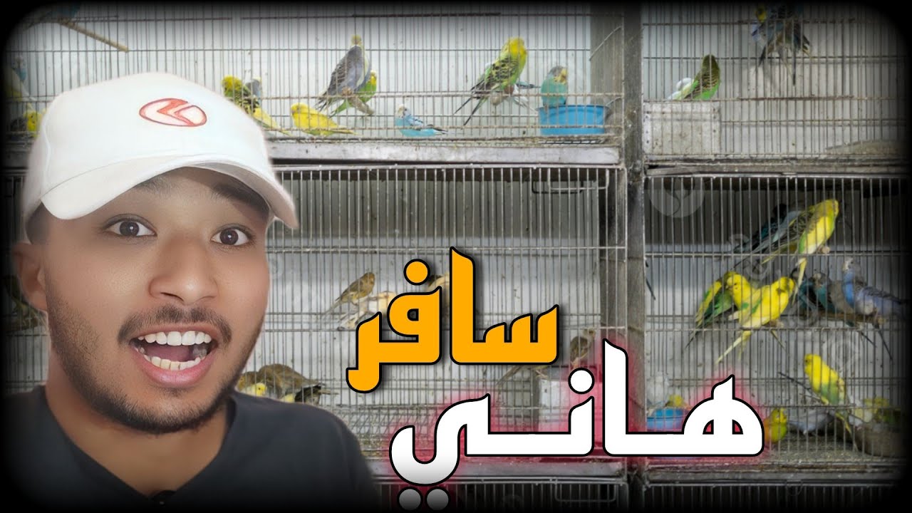 عندك لفراخ و باغي تسافر ..... كين الحل 👏