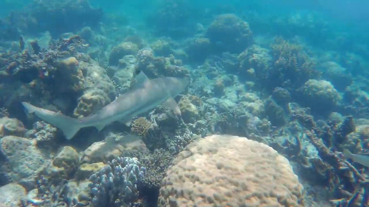 Lankayan Island - Reef Sharks