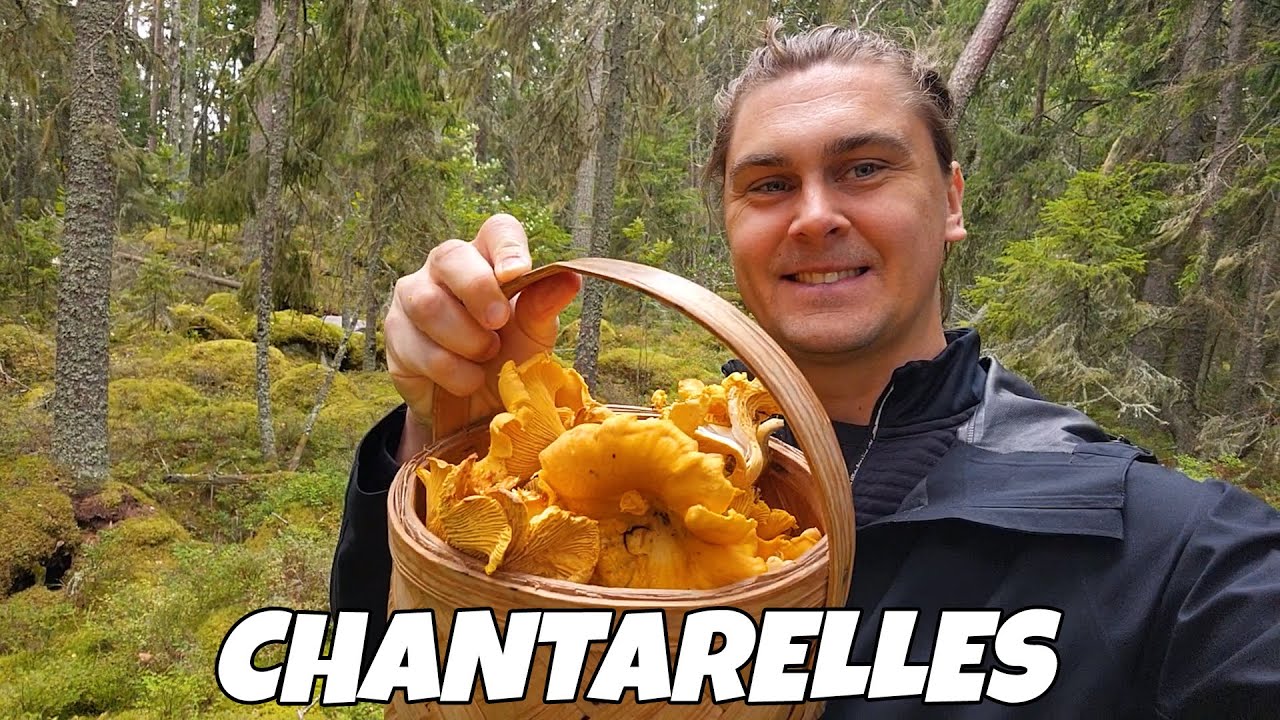 Fall in Sweden Picking Mushrooms 