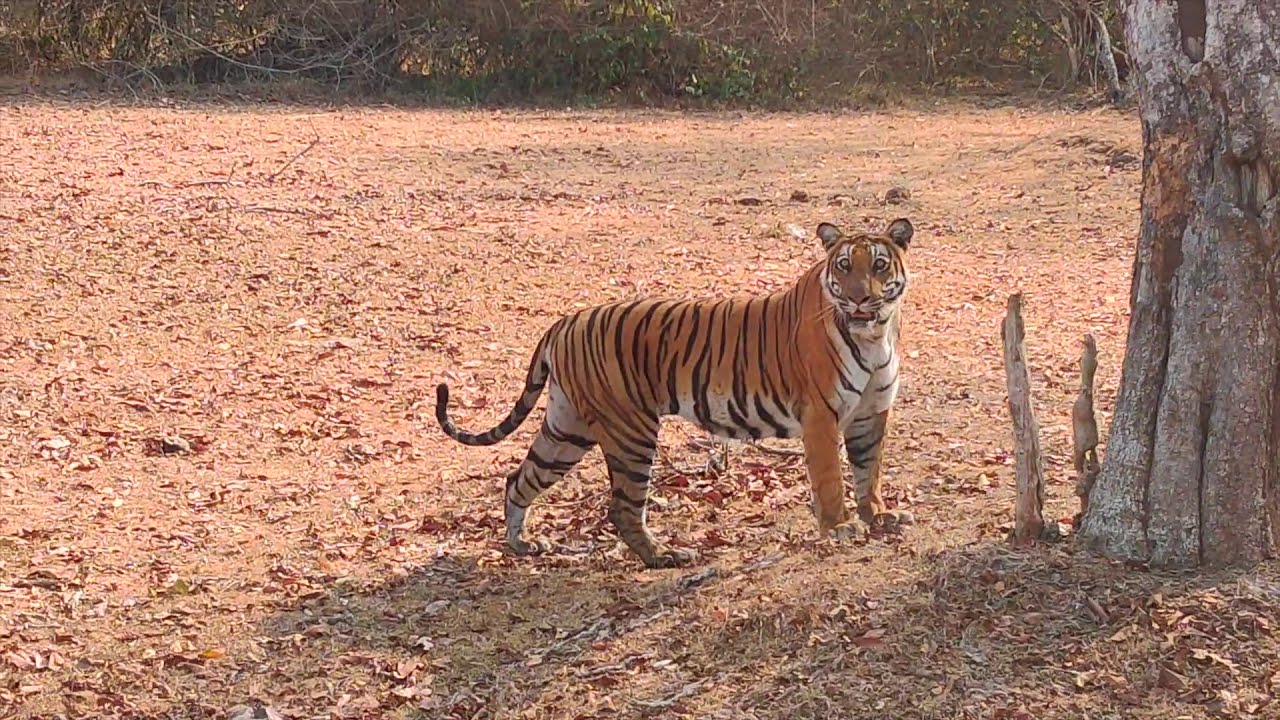 Sathyamangalam, Kabini and Bandipur Which is best!!!! Just watch this video to know more #savetiger