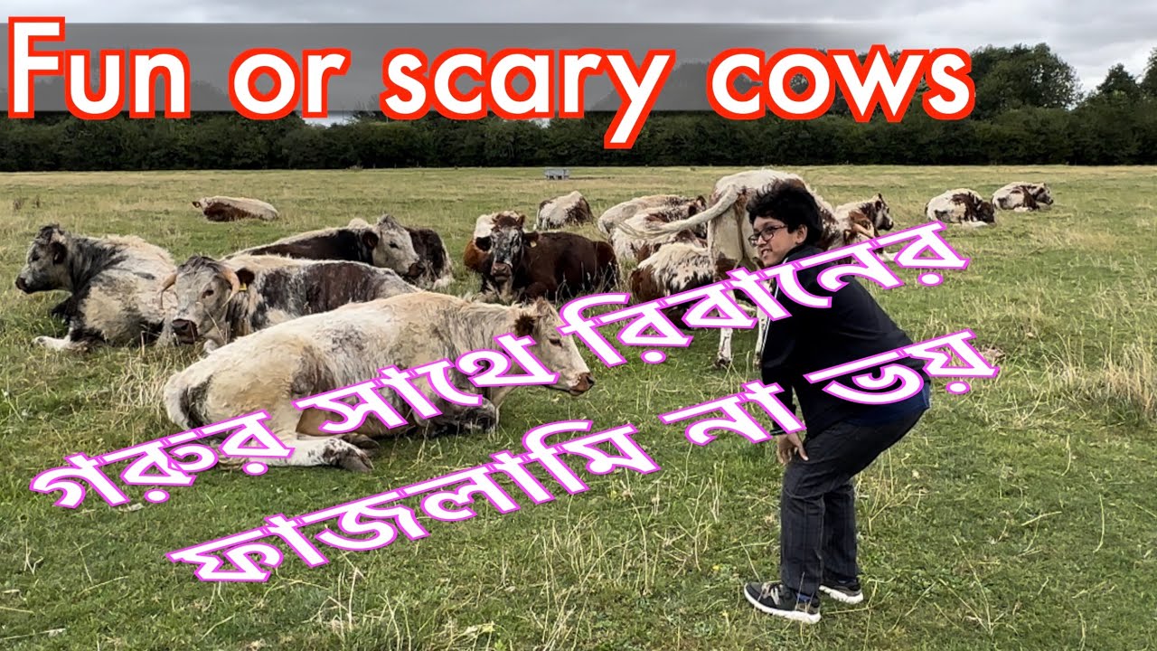 Visit Cambridge one day & fun || ক্যামব্রিজ ঘুরাঘরি গরুর সাথে ফাজলামি|| 🐄😂