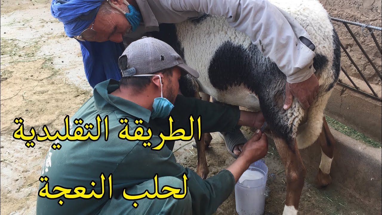 الطريقة التقليدية لحلب النعجة (سلالة الدمان) حليب طبيعي