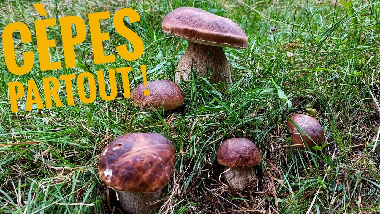 Des cèpes partout. Spot incroyable ! +cèpe énorme !#champignons #boletus #cepe #bolete
