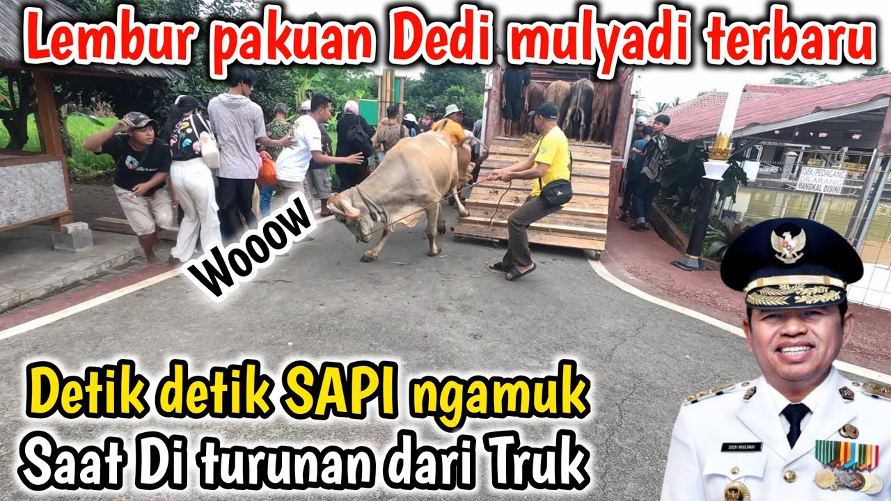 Detik detik Sapi Ngamuk di lembur pakuan Dedi mulyadi#lemburpakuanterbaru 