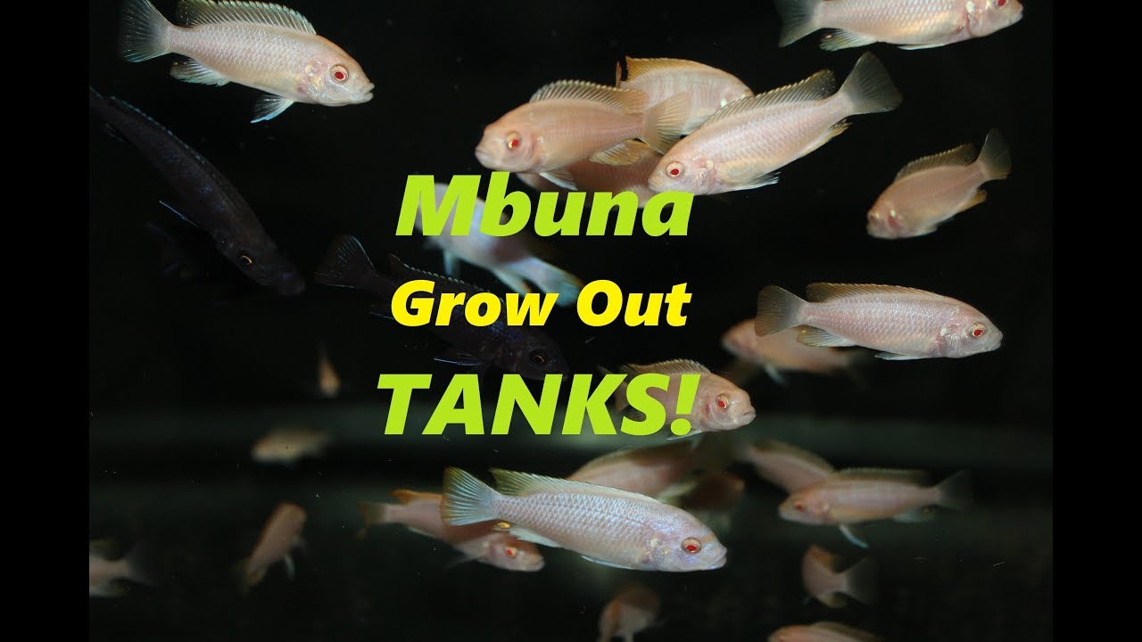 Mbuna Grow Out Tanks and Main Breeding Group