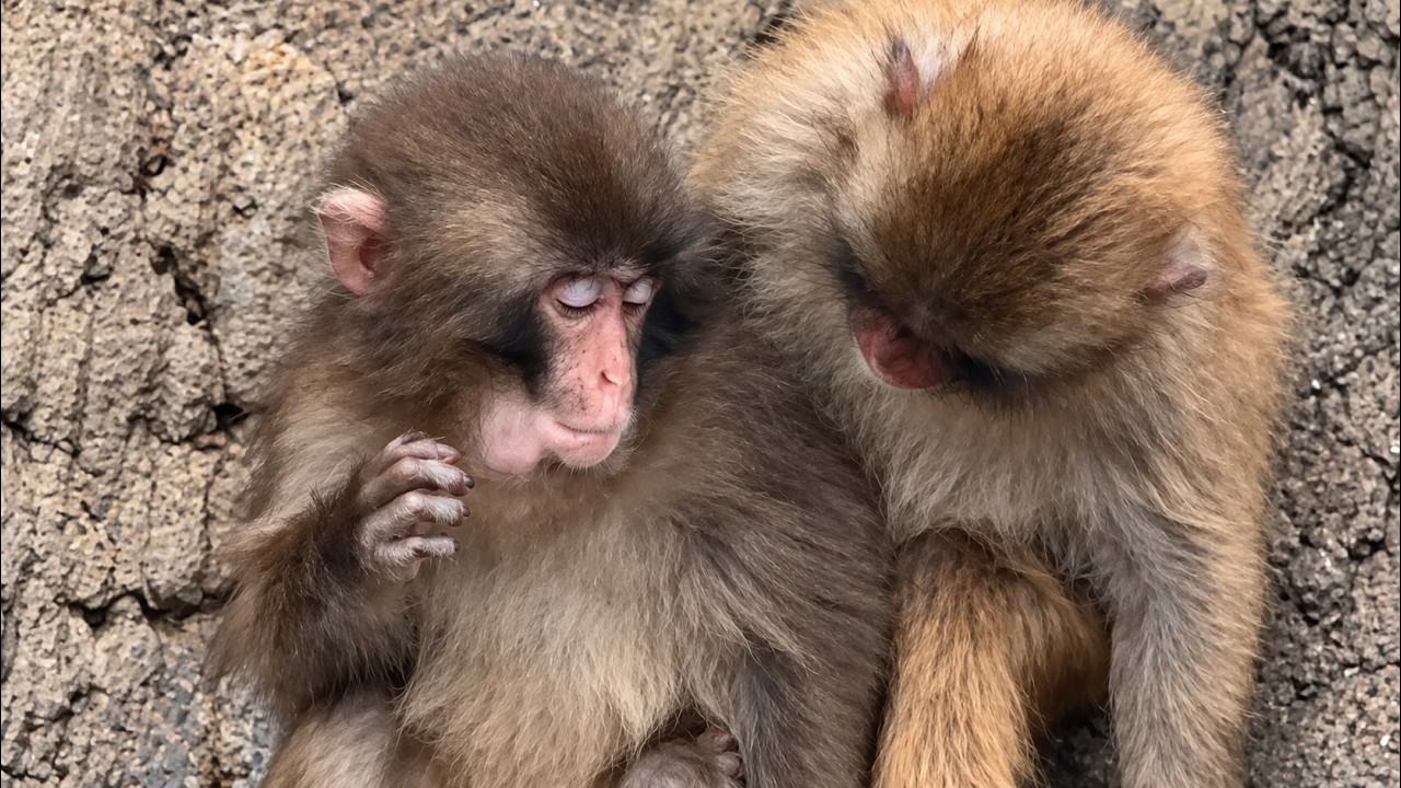 番外編 頬袋に詰め込めるようになった頃のパンチくん【番外編】【市川市動植物園】ニホンザル