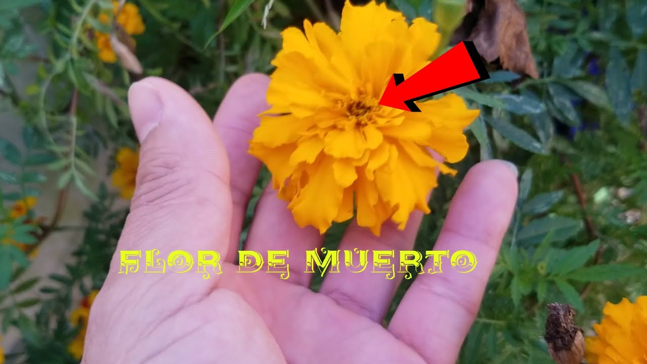 TOUR en JARD&Iacute;N El Peque&ntilde;o Oasis PLANTAS y FLORES 💐