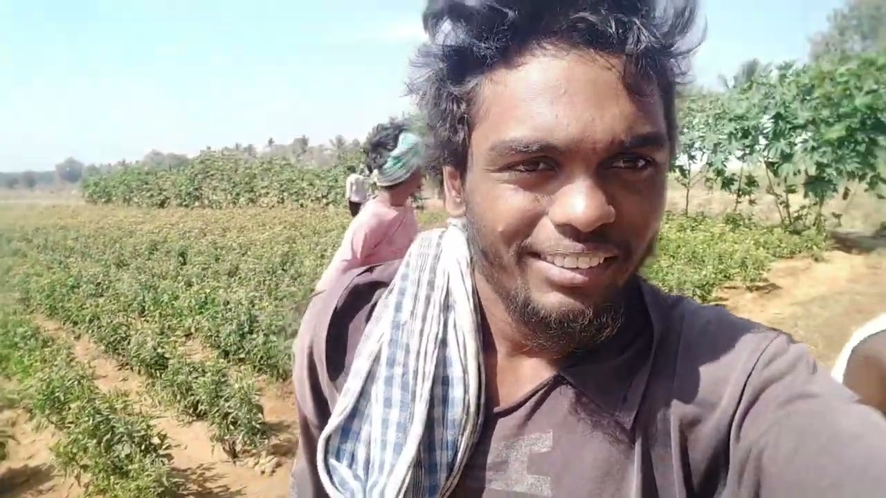 ಕನಕಂಬರಿ ಹೂವು 👍