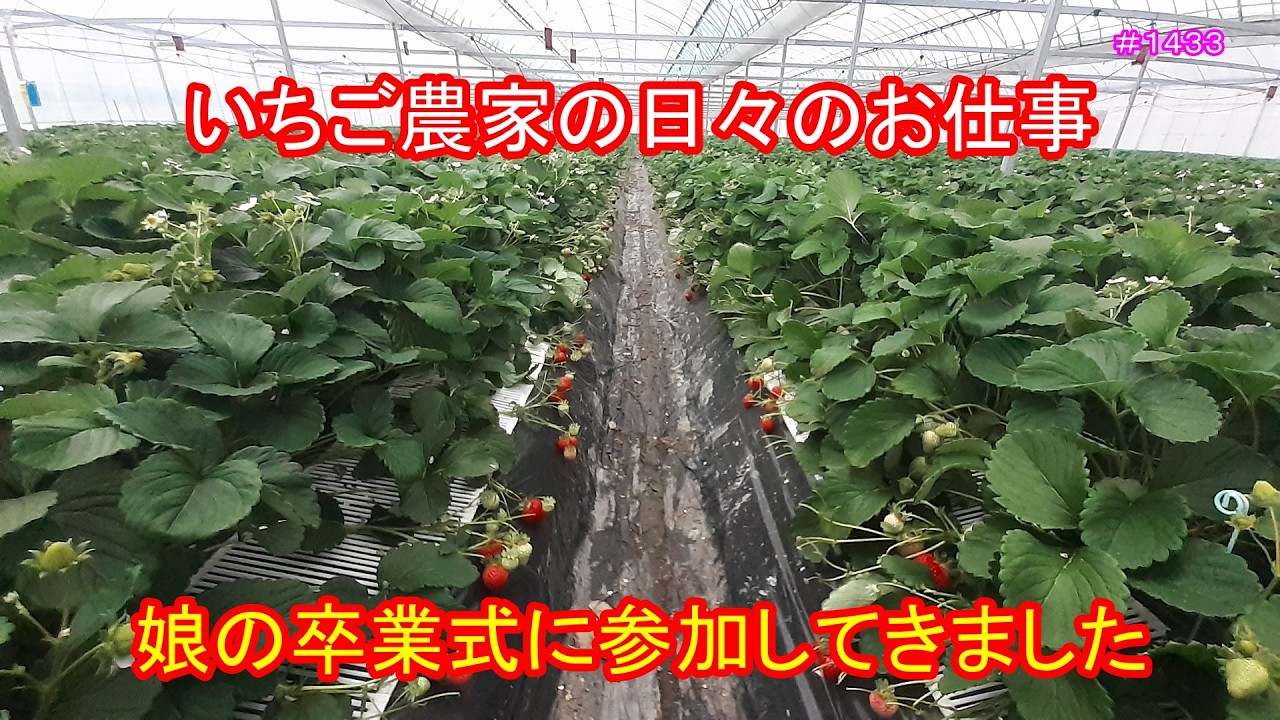 娘の卒業式に参加してきました　いちご農家の日々のお仕事　＃１４３３