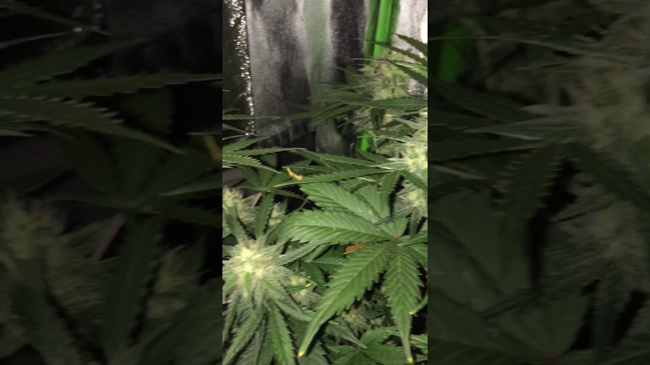 White Widow Autoflower - Crop King Seeds