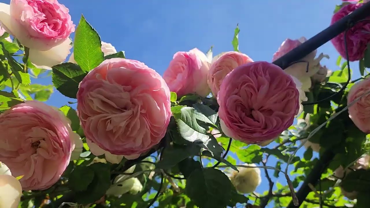 Eden 85 / Climbing Rose 