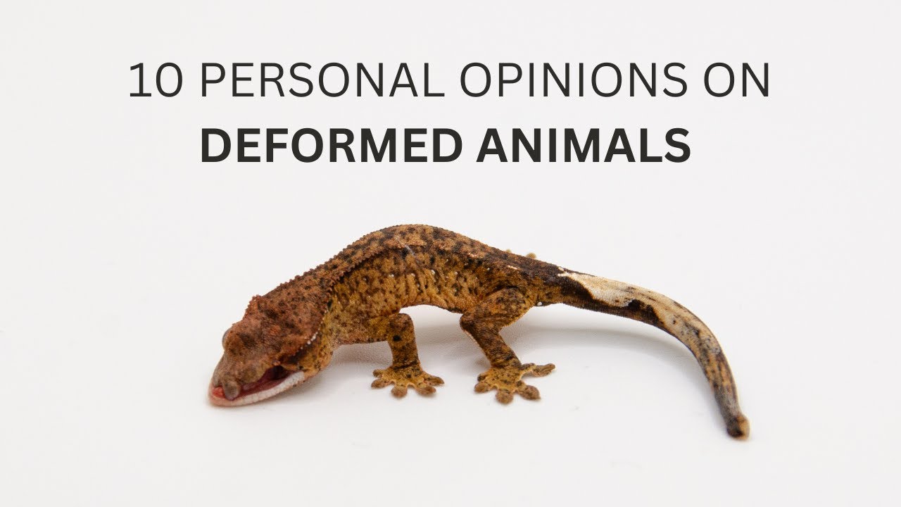 10 Personal Opionions about Deformed Animals