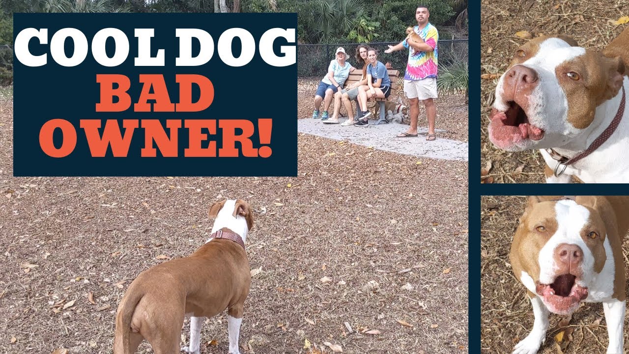 Idiot dog owner won't restrain dog tells me to leave the park