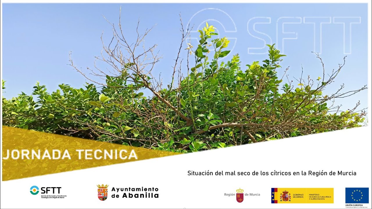 Jornada Situación del mal seco de los cítricos en la Región de Murcia