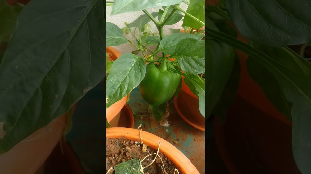 Our small kitchen garden on the balcony 