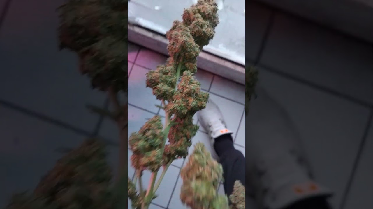 AMNESIAHAZE XXL SENSI SEEDS NL AMSTERDAM SEEDS AUTOFLOWERS 24H DAUERBELEUCHTUNG TEST 58G DRY 1200W