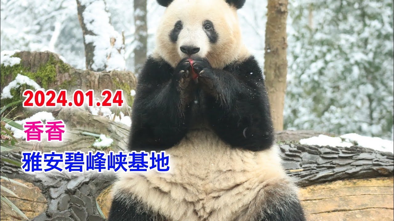 2024.01.24 雪のシャンシャン　#シャンシャン #中国雅安碧峰峡基地