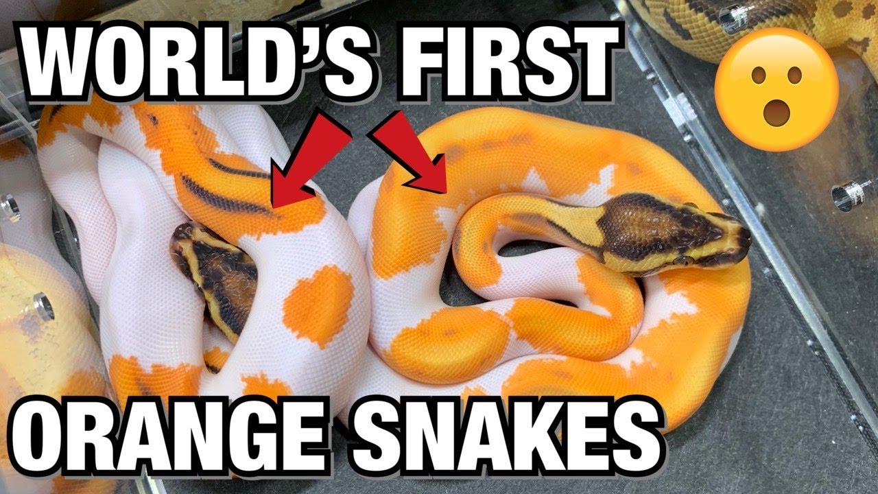 ARLINGTON REPTILE SHOW PART 1! INSANE WORLD'S FIRSTS | BALL PYTHONS #REPTILES #BALLPYTHONS #SNAKES