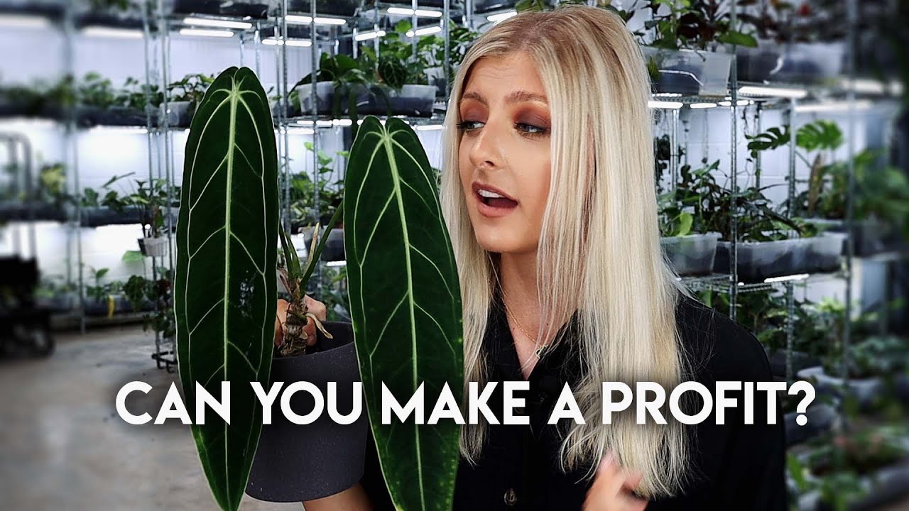 Can You Make Money From These Houseplants? | Beginner Investment Houseplants #2